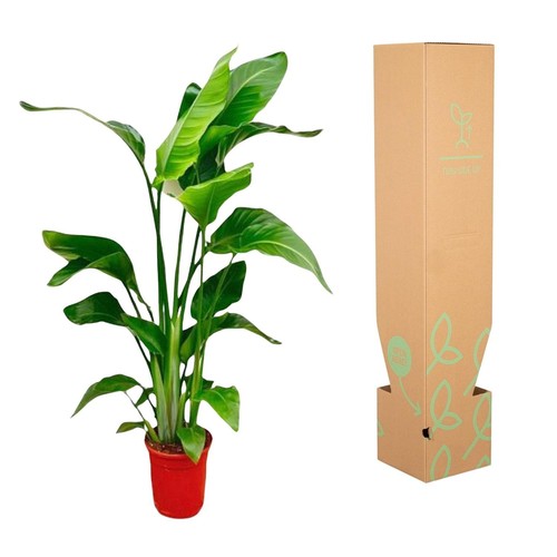 Strelitzia nicolai 100 - strelitzia,