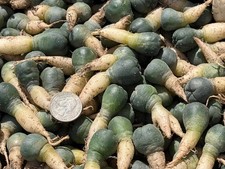 Lot of 10 Ariocarpus