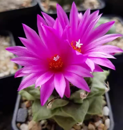 3pcs turbinicarpus alonsoi - 3pcs,