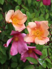 Rosa cinese "Rosa chinensis mutabilis" pianta di rose in vaso 7x7 cm