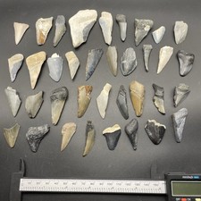 MEGALODONTE DENTI DI SQUALO