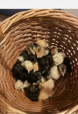 Uova molto fresche pascolo