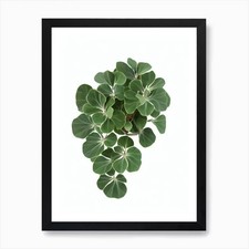 Corona di spine (Euphorbia