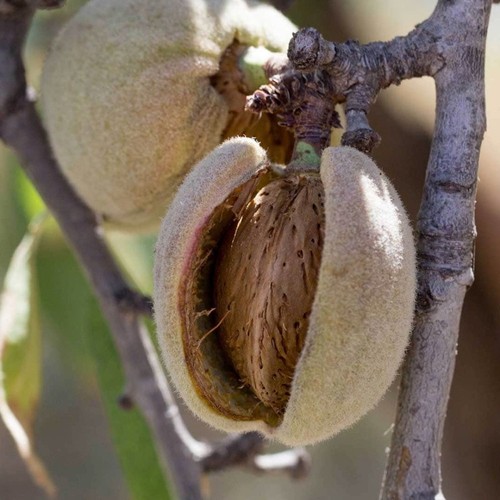 Pianta frutto mandorlo - pianta,