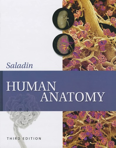 Human anatomy - human,