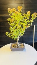 Pre Bonsai Di Acero Tridente