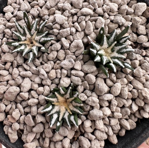 Ariocarpus kotschoubeyanus