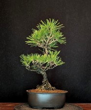 Bonsai pino nero - di,