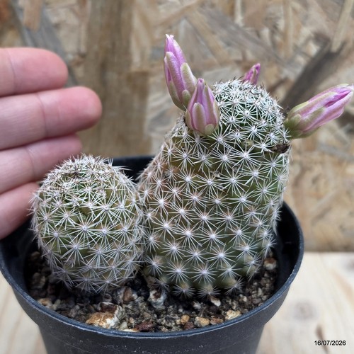 Mammillaria vaso 10 cm - 10,