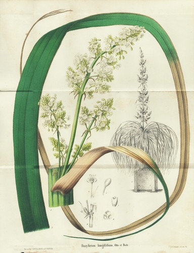 Dasylirion longifolium albero