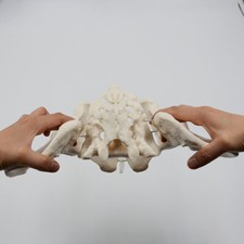 Anatomia Umana Caratteristiche