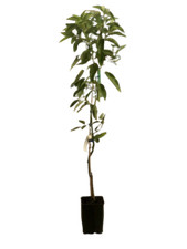 Avocado ettinger