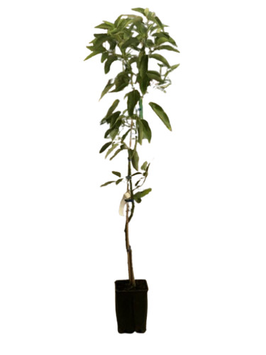 Avocado ettinger
