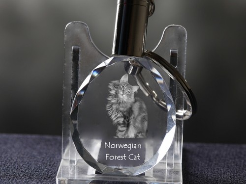 Gatto norvegese del bosco - del,