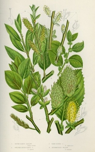 Stampa botanica antica 1899 - botanica,