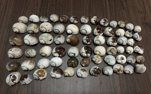 Piccoli gusci lumaca - gusci, di