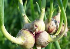 15 bulbi di Cipolla Egiziana - Allium cepa viviparum/proliferum - (no semi)