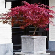 Acero rosso giapponese Acer