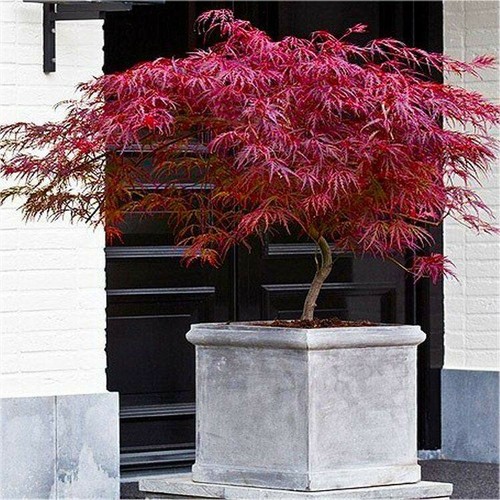 Acero rosso giapponese - acero,