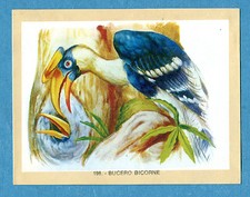 NATURAMA - Lampo 1968 - Figurina-Sticker n. 198 - BUCERO BICORNE -Rec