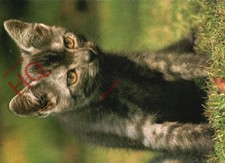 Picture Postcard>>Cat