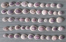 Ciprea Lotto 50 Viola Piccole Madagascar Conchiglie Acquario