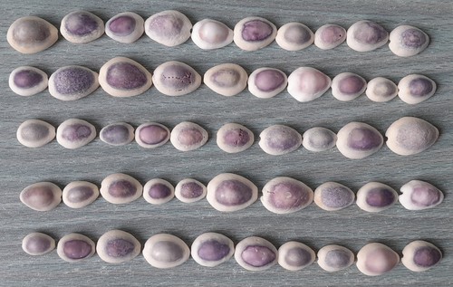 Ciprea lotto viola piccole - lotto,