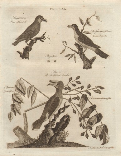 1797 georgiano stampa - 1797,