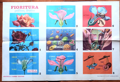 Fioritura polline frutto - fioritura,