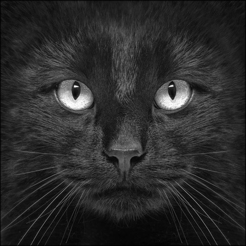 Lupia quadro tela - quadro,