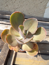 Echeveria gigantea big lovely