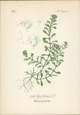 Chromolithographie : Wasserportulak. Sumpfquendel. Peplis Portula L. Onagreae. H