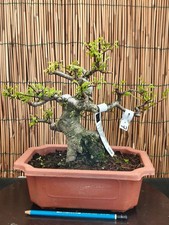 Bonsai olmo cinese - bonsai, di