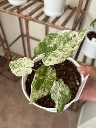 Alocasia odora batik - alocasia,