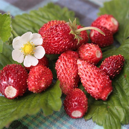 Fragola ali baba - -, wild