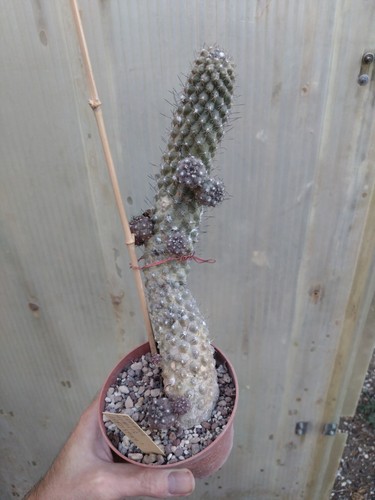 Copiapoa humilis var