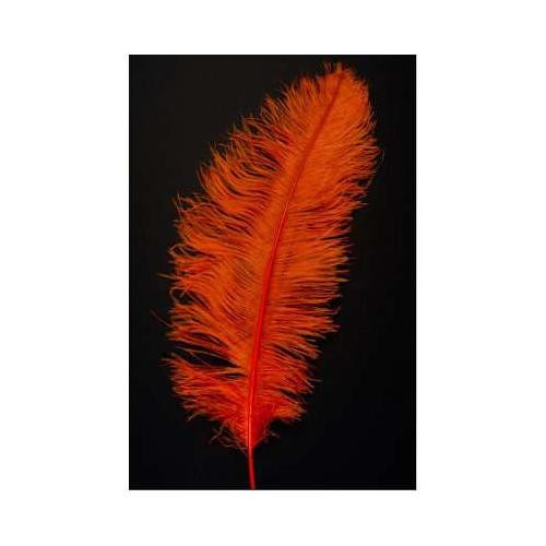 Piuma struzzo colore - struzzo,