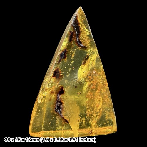 Rare mexican amber fossil - mexican,