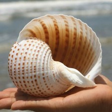 Naturale Conchiglia Cover