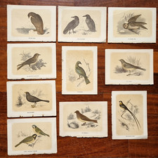 Uccelli Ornitologia Lotto 10 Vecchie Stampe Illustrazioni Inglese Avifauna