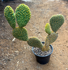 OPUNTIA MICRODASYS VAR PALLIDA