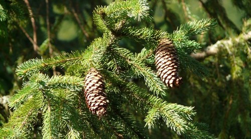 Semi abete rosso picea - di,