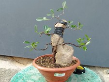 Bonsai Ficus 40x14 Cm In Vaso