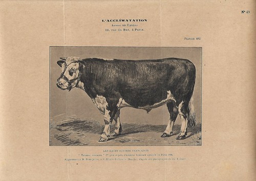 Stampa antica toro razza - stampa,