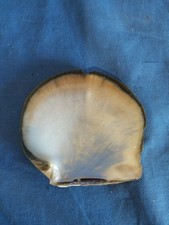 Conchiglia Naturale Madreperla Pictada Margaritifera Da Collezione