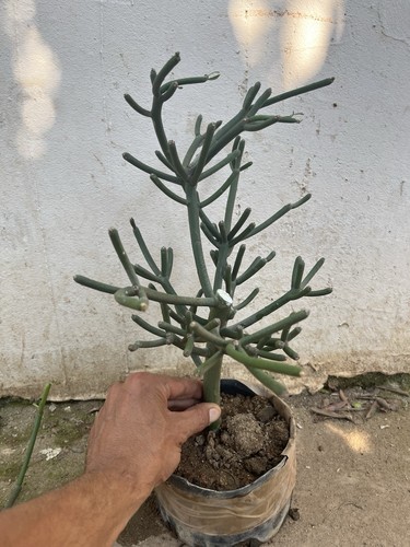 Bonsai euphorbia tirucalli - bonsai,