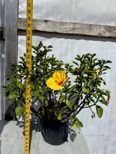 Tequila esotica cespuglio di