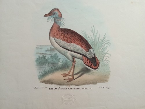 Rara stampa antica 1850 - antica,
