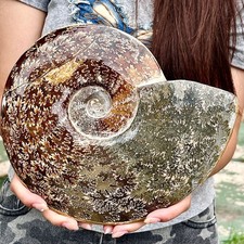 Conchiglia tentacolo naturale 5,18 libbre fossile Reiki esemplari curativi del Madagascar