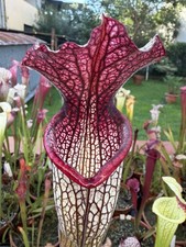 Pianta carnivora Sarracenia